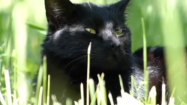 Pequeño Lindo Negro Gato Ronroneo Verde Hierba Fuera — Vídeos de Stock