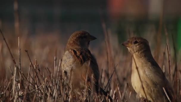 Moineau Coq Moineau Sur Les Branches — Video