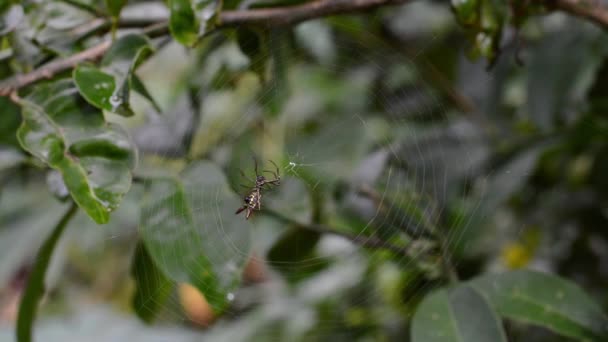 Vídeo Teia Aranha Timelapse — Vídeo de Stock