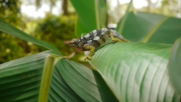 Two Horned Chameleon Shows Beautiful Chameleon Jungle Leaves — Stock Video