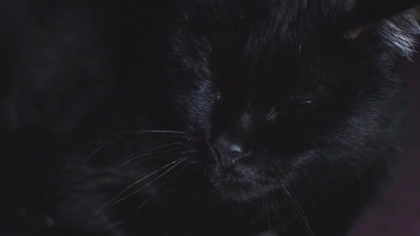 黒い猫のビデオ — ストック動画