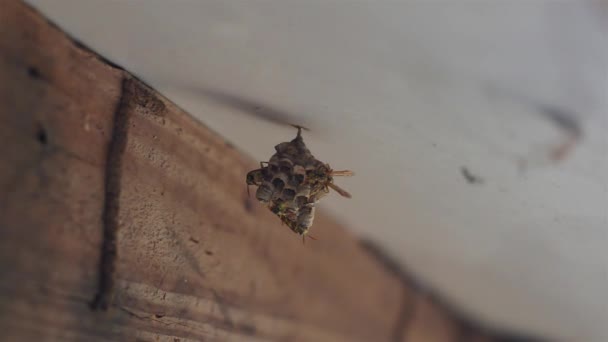 Video Wasp Nest Two — Stock Video