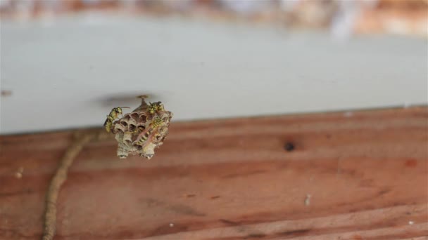 Vidéo Wasp Nest One — Video