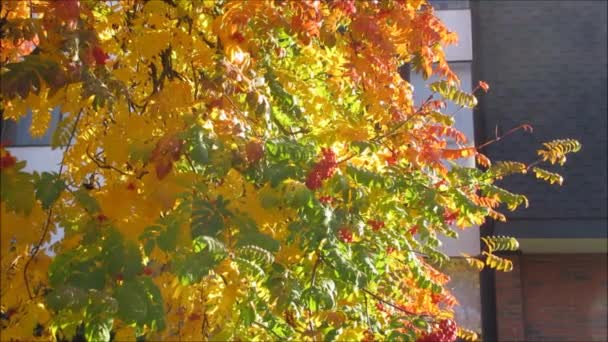 秋天的叶子对一座老建筑 — 图库视频影像
