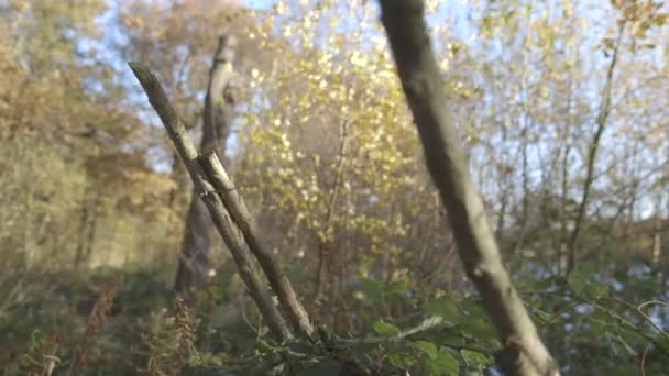 森のベアとみじん切り枝 — ストック動画