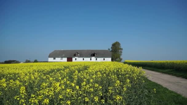 Barn Mustard Field Pan Left — Stock Video