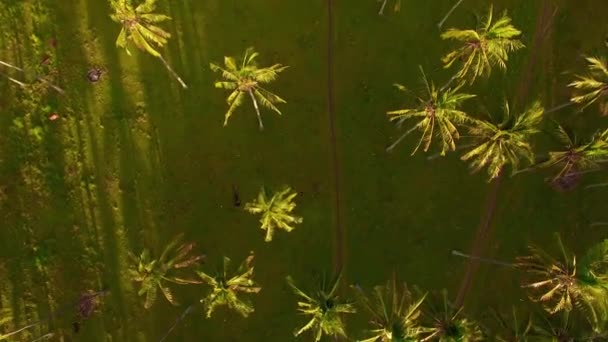 Palm Trees Out Shallow Reef Tropical Beach — Stock Video