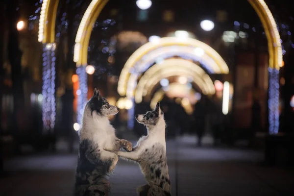 two dogs together in the city in evening. love and friendship