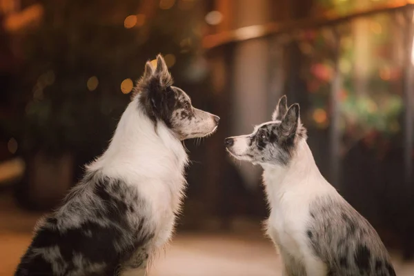 Två hundar tillsammans i staden i kväll. kärlek och vänskap — Stockfoto