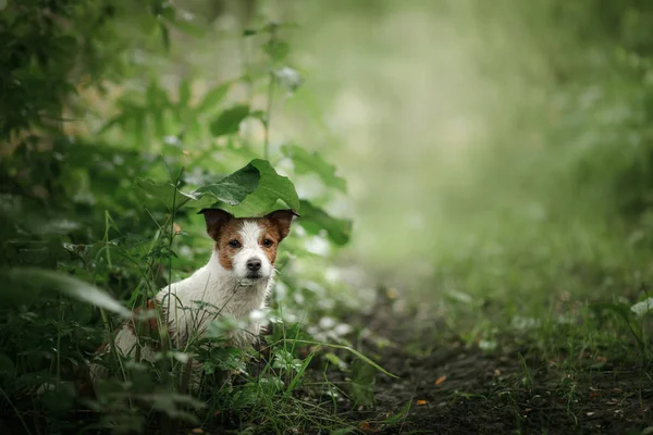 Pequeño perro en la lluvia se esconde debajo de una hoja —  Fotos de Stock