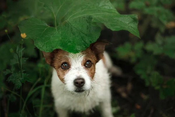 Pequeno cão na chuva esconde-se abaixo de uma folha — Fotografia de Stock