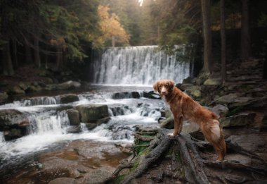 dog by the waterfall. Pet on the nature by the water clipart
