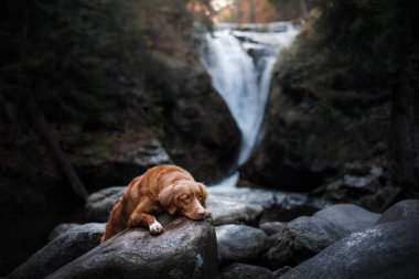 şelale köpek. Doğa su üstünde evde beslenen hayvan
