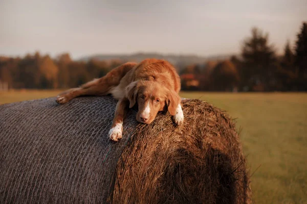Pes leží na stohu na východ slunce — Stock fotografie