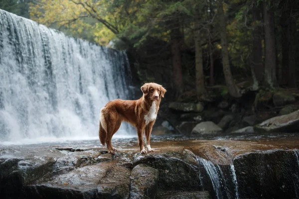 dog by the waterfall. Pet on the nature by the water