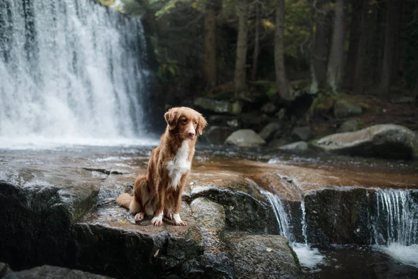 dog by the waterfall. Pet on the nature by the water