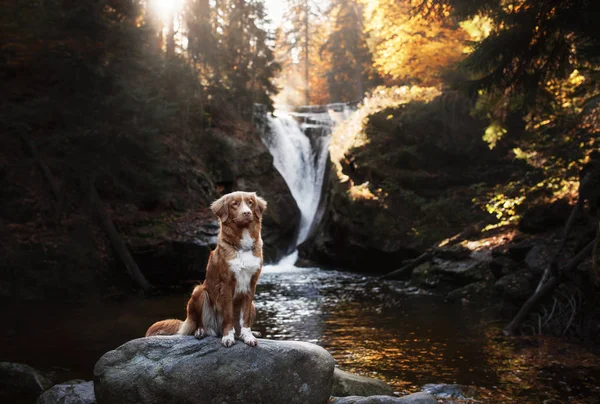 Hund am Wasserfall. Haustier in der Natur am Wasser — Stockfoto