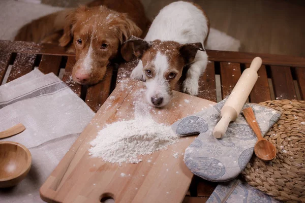 Two Dogs Cooking Kitchen Pet Home Nova Scotia Duck Tolling — Stock Photo, Image