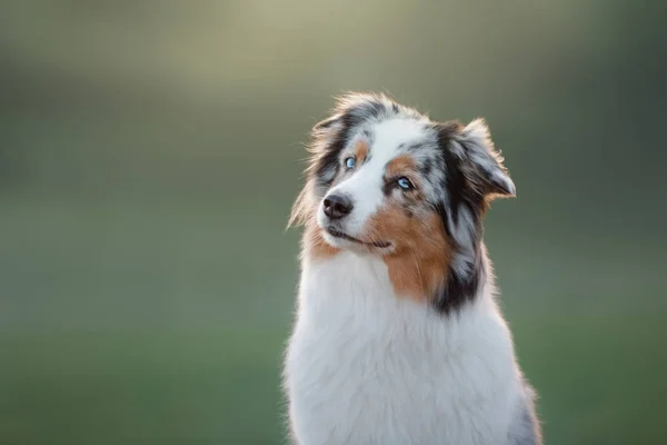 Porträt eines Hundes in der Natur im Gras — Stockfoto
