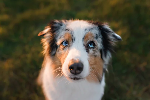 Muso di cane divertente e felice, Pastore australiano — Foto Stock