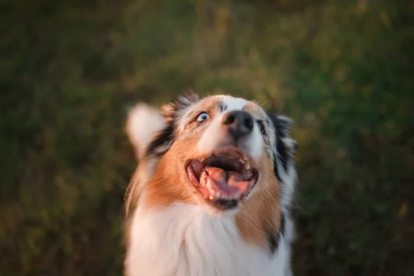 Muso di cane divertente e felice, Pastore australiano — Foto Stock