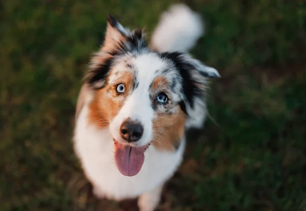 Divertido y feliz hocico de perro, pastor australiano — Foto de Stock