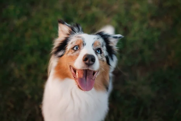 Muso di cane divertente e felice, Pastore australiano — Foto Stock