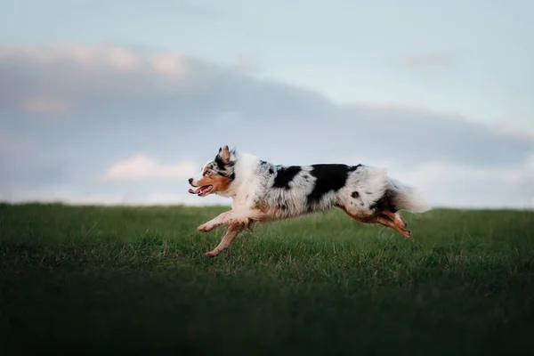Hunden är kör runt fältet på naturen på sunset. — Stockfoto