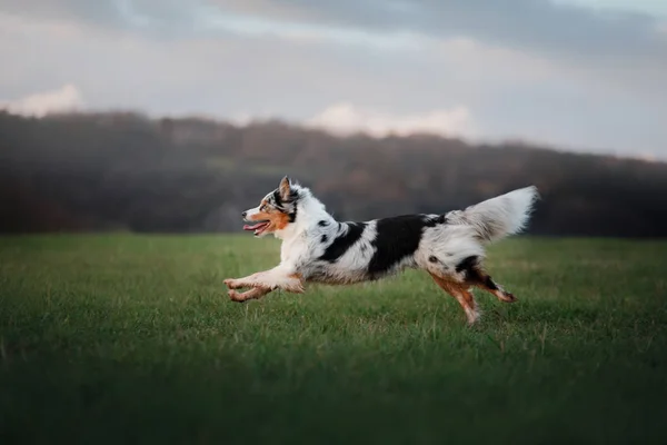 Der Hund läuft über das Feld, in der Natur bei Sonnenuntergang. — Stockfoto