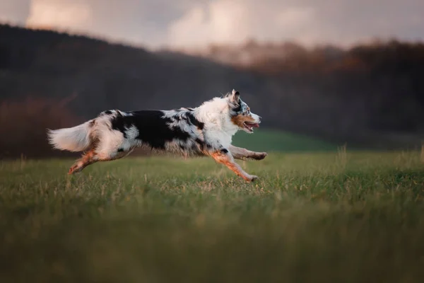 Der Hund läuft über das Feld, in der Natur bei Sonnenuntergang. — Stockfoto