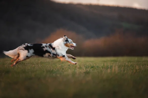 The dog is running around the field, on the nature at sunset. — Stock Photo, Image