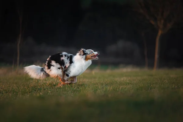 Pes běží kolem pole, na povaze při západu slunce. — Stock fotografie