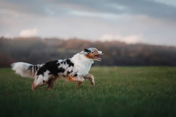 Il cane corre intorno al campo, sulla natura al tramonto . — Foto Stock