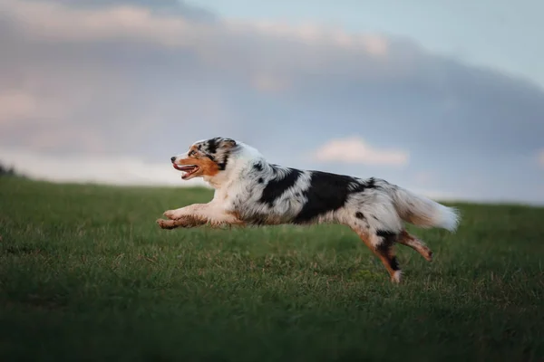 O cão está correndo ao redor do campo, na natureza ao pôr do sol . — Fotografia de Stock