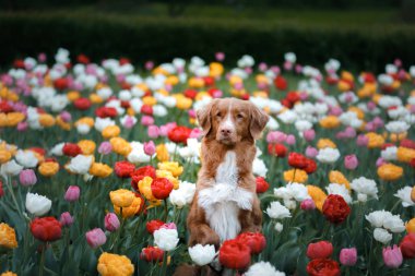 Lale çiçek köpek. Yaz doğa evde beslenen hayvan. Toller