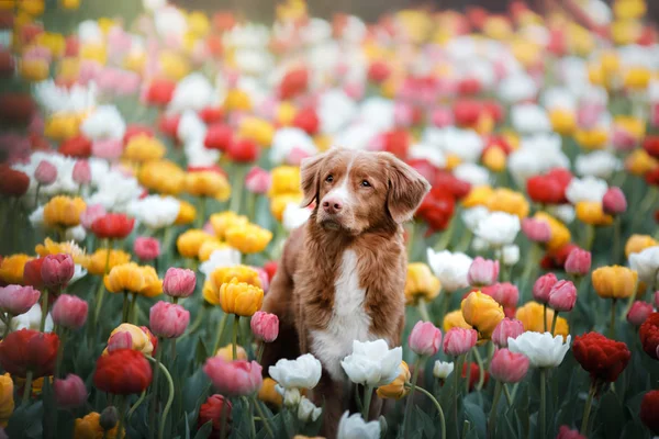 Perro en flores de tulipán. Mascotas en verano en la naturaleza. Toller. — Foto de Stock