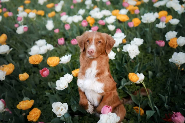 Perro en flores de tulipán. Mascotas en verano en la naturaleza. Toller. — Foto de Stock