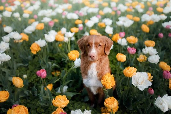 Cão em flores de tulipa. Pet no verão na natureza. Toller. — Fotografia de Stock