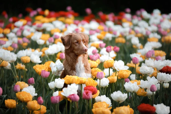 Perro en flores de tulipán. Mascotas en verano en la naturaleza. Toller. — Foto de Stock