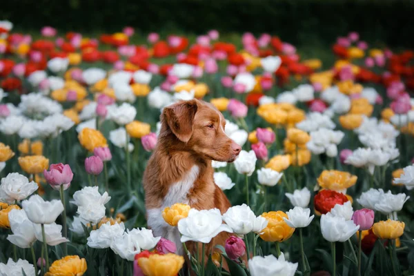 Perro en flores de tulipán. Mascotas en verano en la naturaleza. Toller. — Foto de Stock