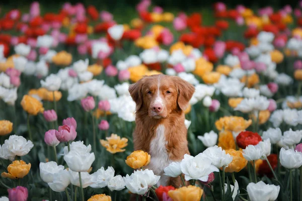Pes v Tulipán květy. Domácí zvířata v létě v přírodě. Toller — Stock fotografie