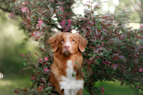 Hunden sitter i rosa blommor. Husdjursporträtt i naturen — Stockfoto