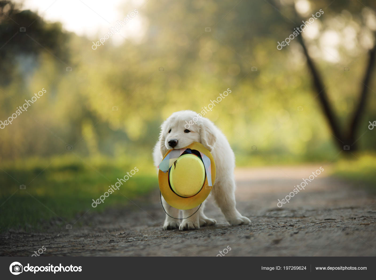 Golden Retriever puppy runs on grass and plays. Stock Photo by