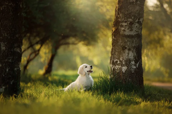 Golden Retriever cachorro corre na grama e joga . — Fotografia de Stock