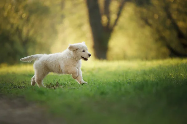 Golden Retriever cachorro corre sobre hierba y juega . — Foto de Stock