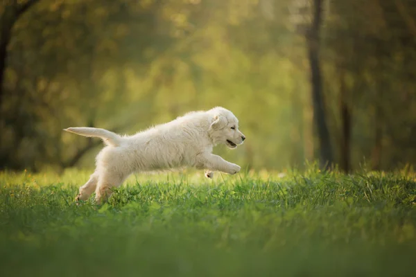 Golden Retriever cachorro corre sobre hierba y juega . — Foto de Stock