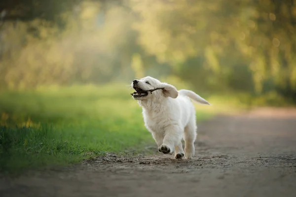 Golden Retriever puppy runs on grass and plays. — Stock Photo, Image