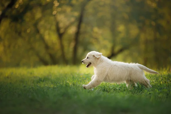 Golden Retriever puppy runs on grass and plays. — Stock Photo, Image