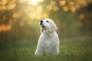 Golden Retriever köpek yavrusu çimenlerin üzerinde çalışır ve çalış.