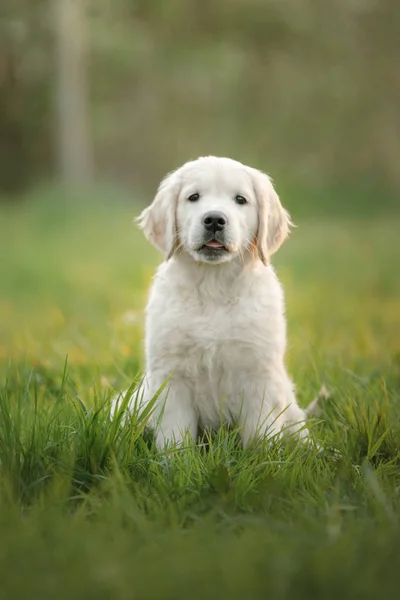 Golden Retriever cachorro corre na grama e joga . — Fotografia de Stock